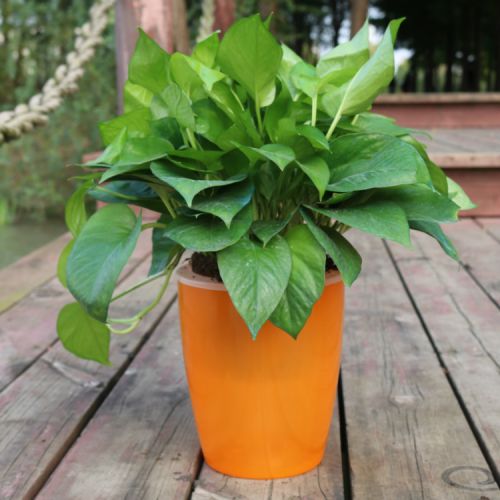 Strongwell Nordic Hydroponics Flower Pot Fairy Garden Strongwell Nordic Hydroponics Flower Pot Fairy Garden